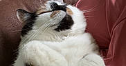 Nokona joined the competition — help win amazing prizes! cat, calico, fluffy, relaxed, indoor, pet, paws, fur, white, black, orange, chair, carpet, human_leg, pink_pants, cozy, resting, closeup, animal, cute