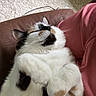 cat, calico, fluffy, relaxed, indoor, pet, paws, fur, white, black, orange, chair, carpet, human_leg, pink_pants, cozy, resting, closeup, animal, cute