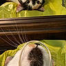 Nokona is registered to the contest to win money with this photo: cat, mirror, rubber_band, whiskers, playful, close_up, indoor, reflection, pet, funny, yellow, plastic_bag, fur, black_and_white, orange_spots, nose, face, curious, wide_eyes, animal