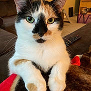 Nokona is registered to the contest to win money with this photo: cat, calico_cat, green_eyes, indoor, cozy, blanket, fur_pattern, pet, animal, whiskers, paw, living_room, couch, remote_control, shelf, warm_lighting, close_up, cute, relaxed, feline