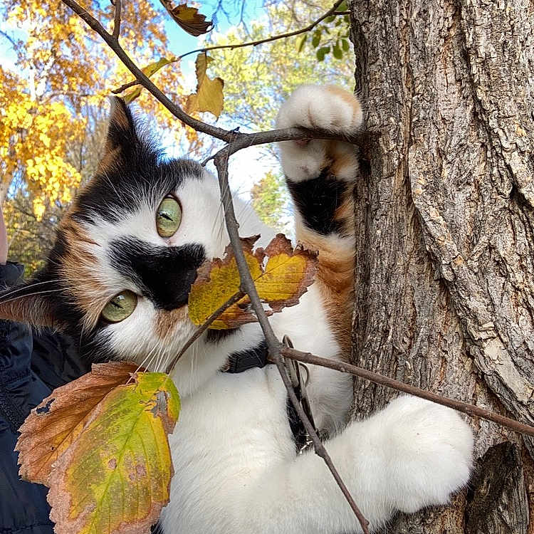 Nokona joined the competition — help win amazing prizes! cat, calico_cat, tree, autumn, leaves, outdoor, nature, animal, climbing, fur, green_eyes, branch, trunk, playful, curious, fall, seasonal, wildlife, pet, closeup
