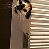 Nokona is registered to the contest to win money with this photo: cat, calico, curious, whiskers, window_blind, indoor, pet, animal, feline, peeking, face, ears, eyes, fur, close_up, home, light, shadow, cute, curiosity