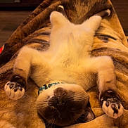 Kirby is registered to the contest to win money with this photo: cat, siamese_cat, pet, animal, sleeping, relaxed, cozy, blanket, paws, fur, indoor, resting, cute, mammal, whiskers, collar, claws, soft, warm_lighting, comfort