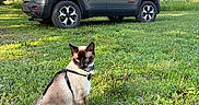 Kirby is registered to the contest to win money with this photo: cat, siamese_cat, harness, grass, greenery, car, suv, tree, outdoor, daylight, blue_sky, vehicle, parked_car, nature, pet, animal, leash, shadow, sunlight, ground