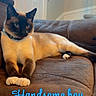 Kirby joined the competition — help win amazing prizes! cat, siamese_cat, pet, animal, indoor, couch, furniture, relaxing, brown, white_paws, blue_eyes, collar, home, window, door, cute, resting, domestic_cat, portrait, text_overlay