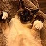 Kirby joined the competition — help win amazing prizes! cat, siamese_cat, pet, animal, feline, paws, whiskers, fur, cozy, blanket, indoor, relaxed, cute, lying_down, close_up, face, ears, soft_texture, brown, white