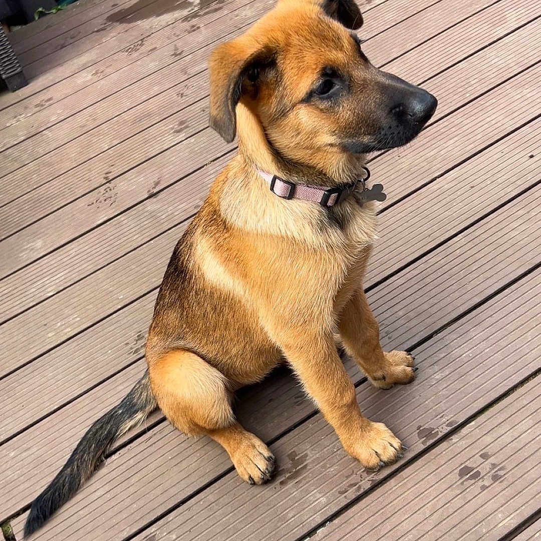 Ange a rejoint le concours — aidez-le/la à gagner de superbes lots ! puppy, dog, pet, outdoor, wooden_deck, paw_prints, fence, sunlight, brown_fur, collar, sitting, animal, cute, young_dog, canine, domestic_animal, playful, attention, nature, garden