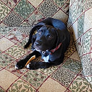 Shadow joined the competition — help win amazing prizes! animal, architecture, armchair, building, canine, chair, couch, cushion, dog, furniture, homedecor, hound, indoors, interiordesign, labradorretriever, livingroom, pet, pointer, puppy, room