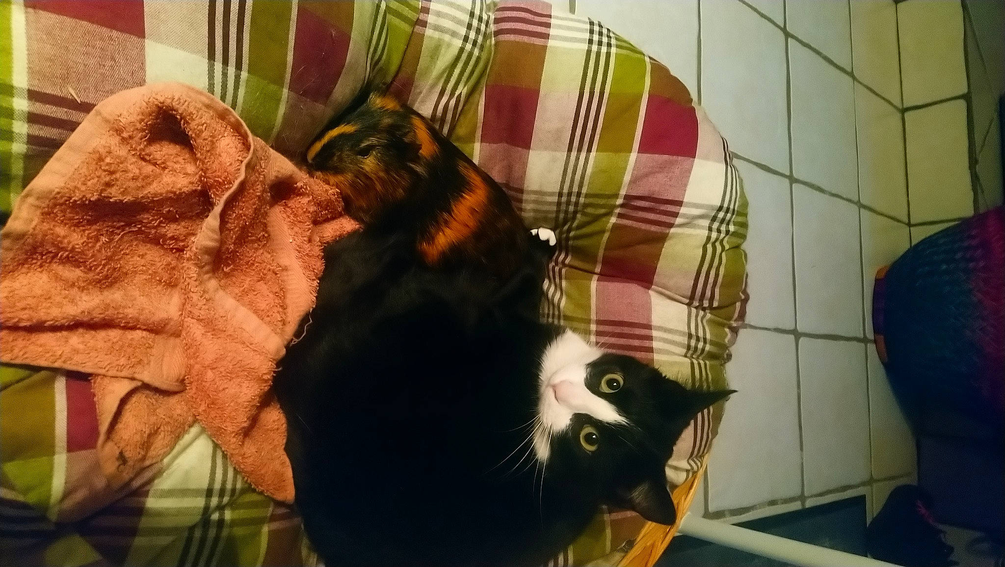 Noisette Et Sont Cousin