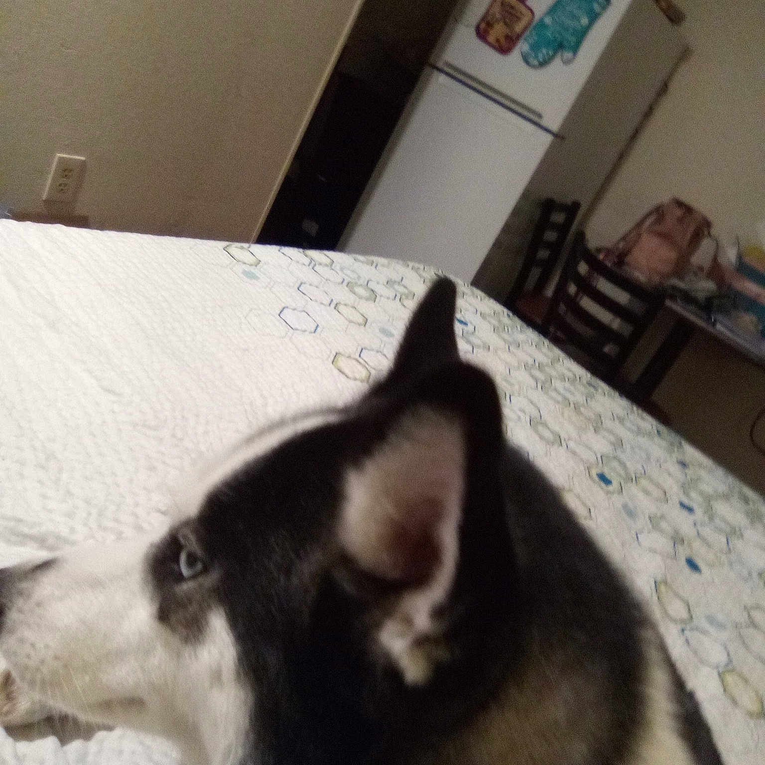 Bella is registered to the contest to win money with this photo: carnivore, cat, cloud, comfort, companion_dog, dog, dog_breed, domestic_short_haired_cat, felidae, floor, flooring, fur, hardwood, linens, small_to_medium_sized_cats, snout, tail, whiskers, wood, working_animal