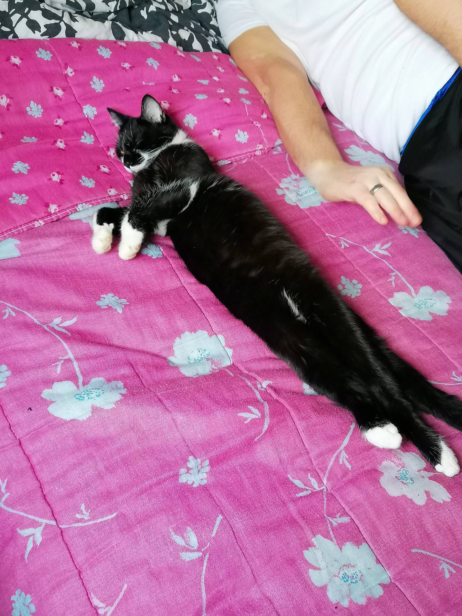 Ellie a rejoint le concours — aidez-le/la à gagner de superbes lots ! bed, black, carnivore, cat, comfort, companion_dog, felidae, flooring, formal_wear, grey, human_leg, linens, magenta, pattern, pink, purple, small_to_medium_sized_cats, textile, thigh, violet