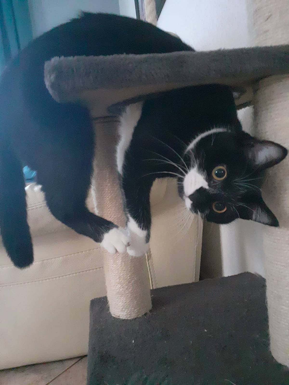 Ellie participe au concours pour gagner de l'argent avec cette photo : black_cat, carnivore, cat, cat_supply, comfort, domestic_short_haired_cat, felidae, floor, flooring, fur, grey, hardwood, human_leg, pedestal, pet_supply, small_to_medium_sized_cats, snout, tail, whiskers, wood