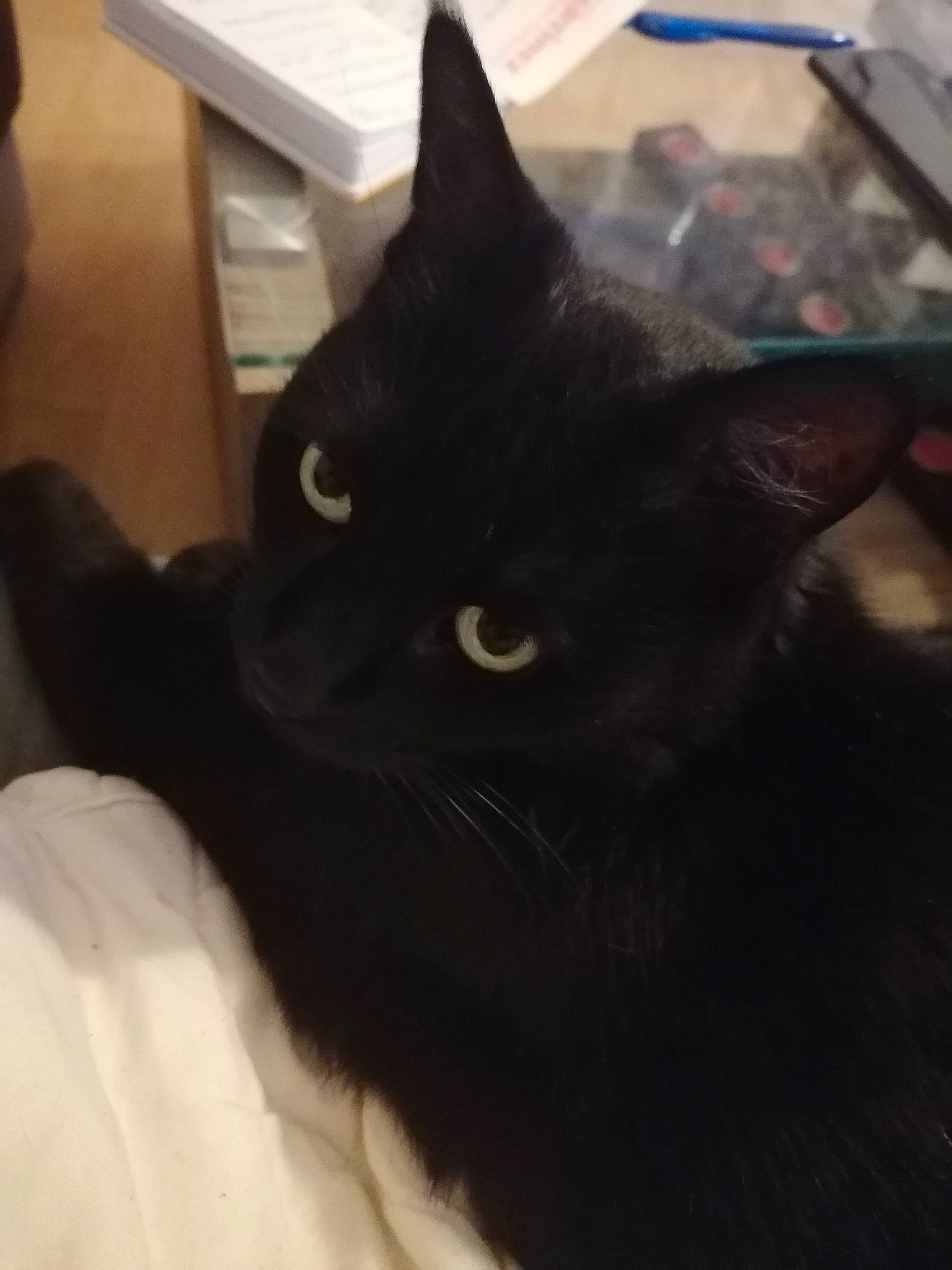 Mimie participe au concours pour gagner de l'argent avec cette photo : black_cat, bombay, carnivore, cat, comfort, domestic_short_haired_cat, ear, felidae, fur, small_to_medium_sized_cats, snout, tail, whiskers