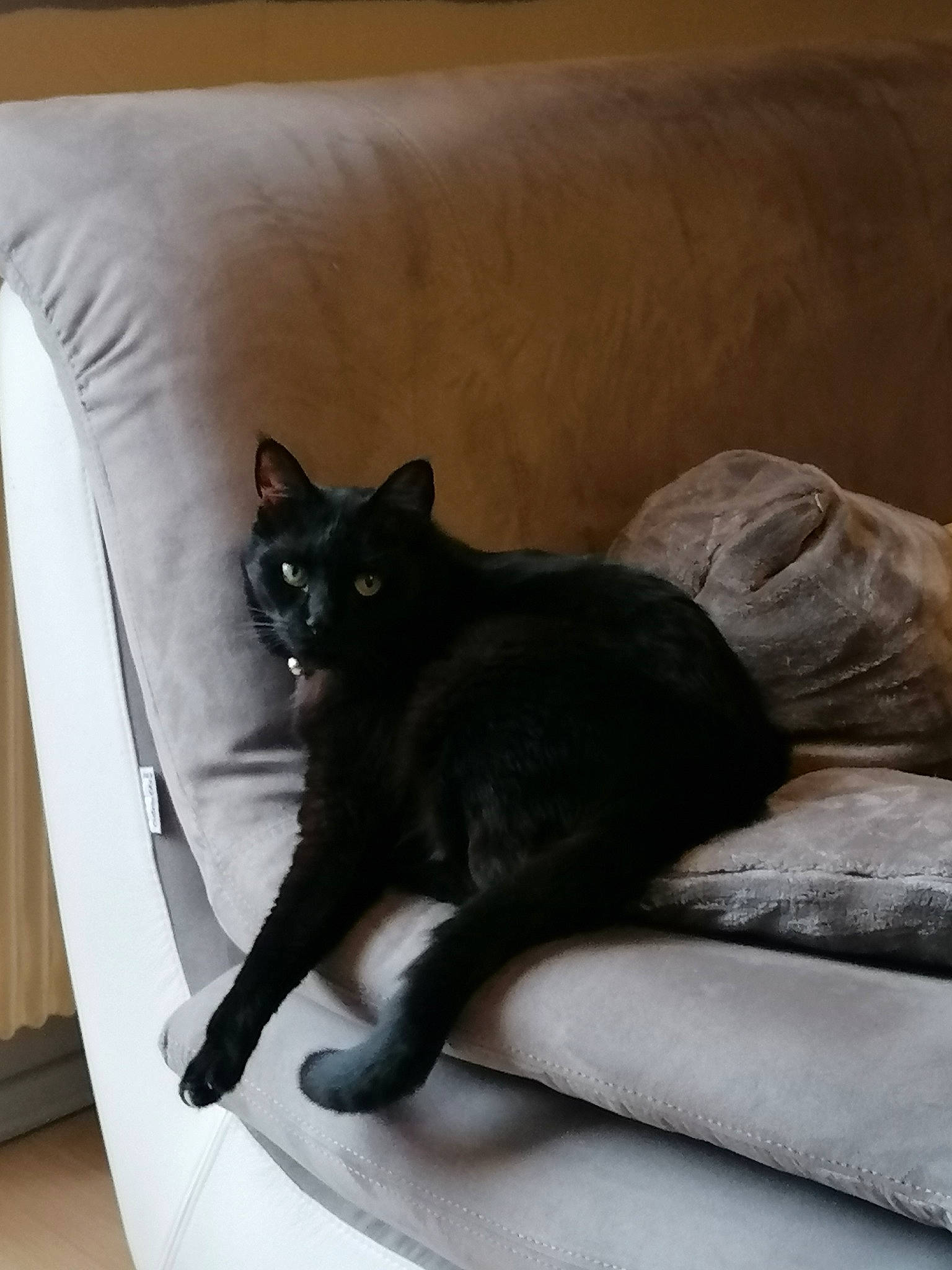 Mimie a rejoint le concours — aidez-le/la à gagner de superbes lots ! bed, black_cat, bombay, carnivore, cat, claw, comfort, domestic_short_haired_cat, felidae, fur, grey, hardwood, havana_brown, linens, room, sitting, small_to_medium_sized_cats, snout, tail, whiskers