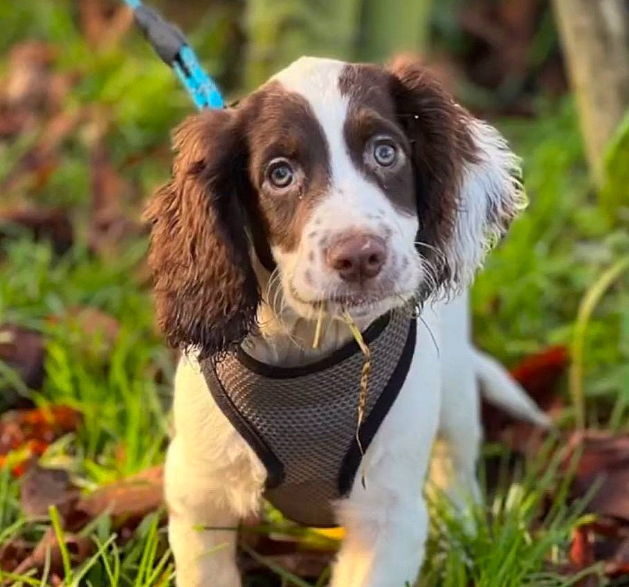 Douglas joined the competition — help win amazing prizes! canidae, carnivore, companion_dog, dog, dog_breed, dog_collar, grass, gun_dog, hunting_dog, liver, plant, pointing_breed, snout, spaniel, sporting_group, terrestrial_animal