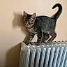 animal, balancing, cat, curious, cute, domestic, feline, fur, home, indoor, kitten, pet, playful, radiator, shadow, small, tabby, tail, wall, young