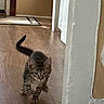 animal, brown, cat, curious, cute, domestic_cat, doorframe, feline, floor, hallway, indoor, kitten, pet, small, tabby, tail_up, walking, white, wooden_floor, young_cat