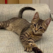 Ragnar joined the competition — help win amazing prizes! animal, cat, couch, cute, domestic, ears, feline, furniture, home, indoor, kitten, looking, paws, pet, relaxed, resting, tabby, tail, whiskers, young