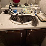Pogo is registered to the contest to win money with this photo: cat, sink, bathroom, countertop, mirror, gray_cat, fluffy_cat, soap_dispenser, skull, tissues, toiletries, person, reflection, yellow_eyes, furniture, cabinet, floor_mat, door, hand, red_shirt