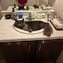 cat, sink, bathroom, countertop, mirror, gray_cat, fluffy_cat, soap_dispenser, skull, tissues, toiletries, person, reflection, yellow_eyes, furniture, cabinet, floor_mat, door, hand, red_shirt