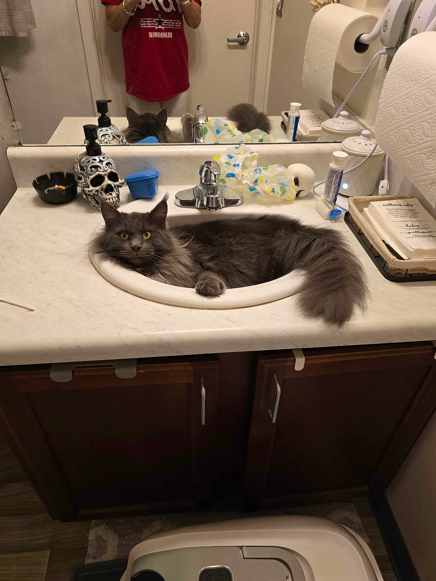 Pogo is registered to the contest to win money with this photo: cat, sink, bathroom, countertop, mirror, gray_cat, fluffy_cat, soap_dispenser, skull, tissues, toiletries, person, reflection, yellow_eyes, furniture, cabinet, floor_mat, door, hand, red_shirt