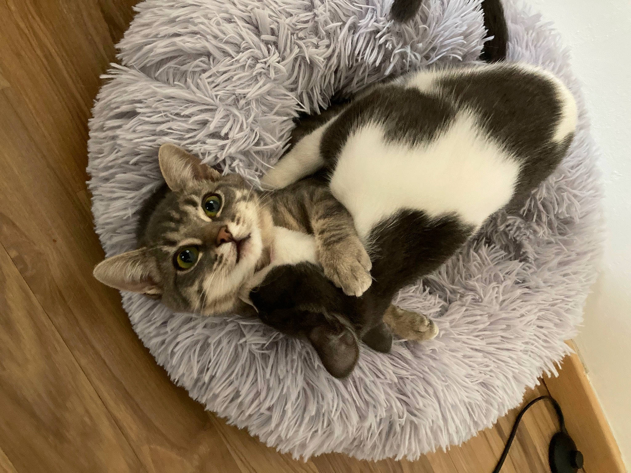 Ruby a rejoint le concours — aidez-le/la à gagner de superbes lots ! carnivore, cat, cat_bed, cat_supply, claw, comfort, couch, domestic_short_haired_cat, felidae, fur, grey, hardwood, linens, paw, pet_supply, small_to_medium_sized_cats, snout, tail, whiskers, wood