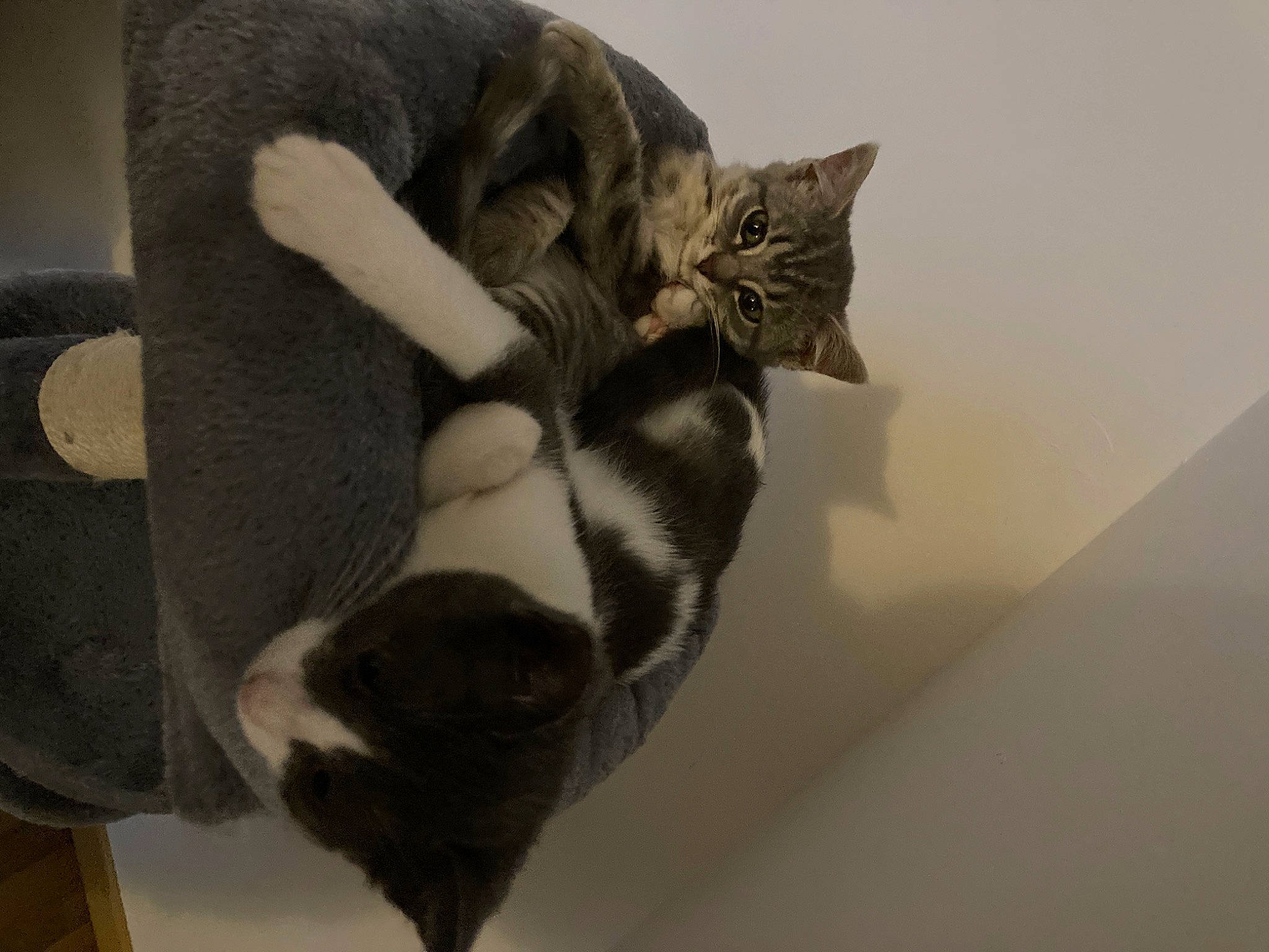 Ruby a rejoint le concours — aidez-le/la à gagner de superbes lots ! art, canidae, carnivore, cat, claw, comfort, domestic_short_haired_cat, fawn, felidae, fur, grey, paw, room, sculpture, small_to_medium_sized_cats, snout, tail, visual_arts, whiskers, wood