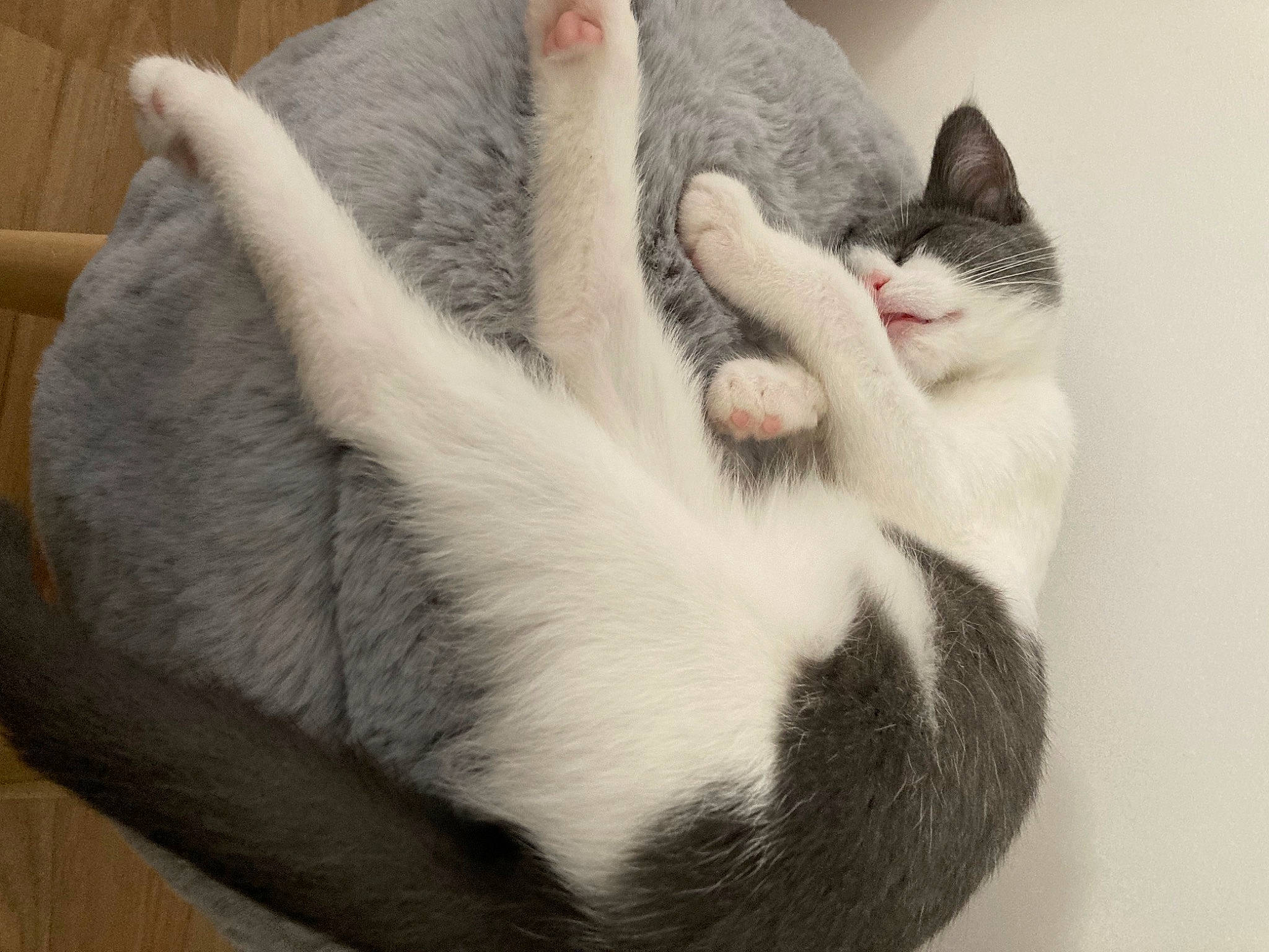 Ruby participe au concours pour gagner de l'argent avec cette photo : carnivore, cat, cat_bed, cat_supply, claw, comfort, domestic_short_haired_cat, felidae, flooring, fur, grey, nap, paw, small_to_medium_sized_cats, tail, whiskers