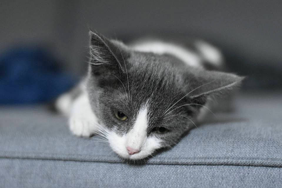 Ruby participe au concours pour gagner de l'argent avec cette photo : carnivore, cat, domestic_short_haired_cat, eye, felidae, fur, paw, small_to_medium_sized_cats, snout, tail, whiskers