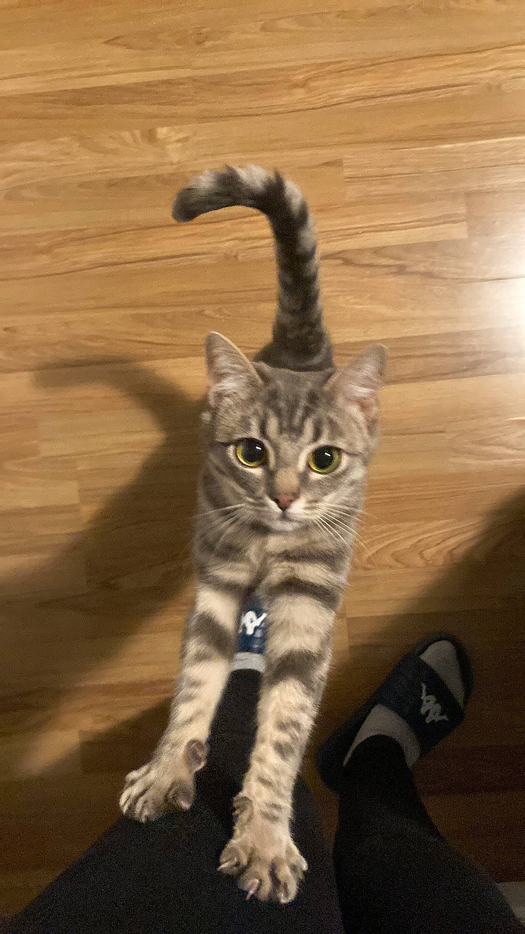 Lyha participe au concours pour gagner de l'argent avec cette photo : carnivore, cat, claw, comfort, domestic_short_haired_cat, door, felidae, flooring, foot, fur, hardwood, human_leg, paw, small_to_medium_sized_cats, snout, tail, terrestrial_animal, whiskers, wood, wood_flooring