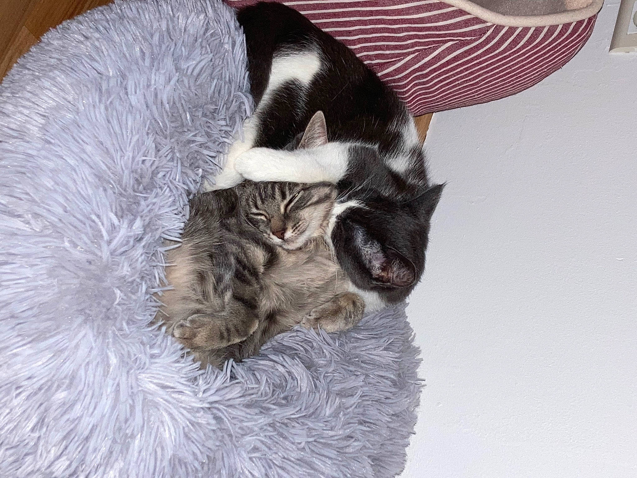 Lyha participe au concours pour gagner de l'argent avec cette photo : bat, carnivore, cat, cat_bed, cat_supply, claw, comfort, domestic_short_haired_cat, fawn, feather, felidae, fur, owl, paw, small_to_medium_sized_cats, snout, tail, terrestrial_animal, whiskers, wildlife