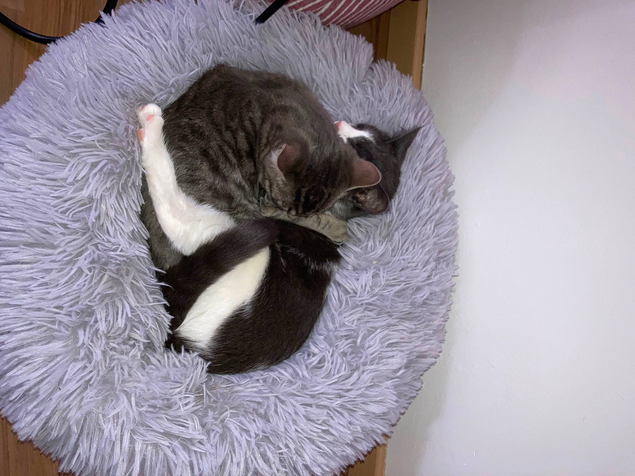 Lyha a rejoint le concours — aidez-le/la à gagner de superbes lots ! carnivore, cat, cat_bed, cat_supply, claw, comfort, dog_breed, domestic_short_haired_cat, felidae, fur, grey, linens, nap, natural_material, paw, pet_supply, small_to_medium_sized_cats, tail, terrestrial_animal, whiskers