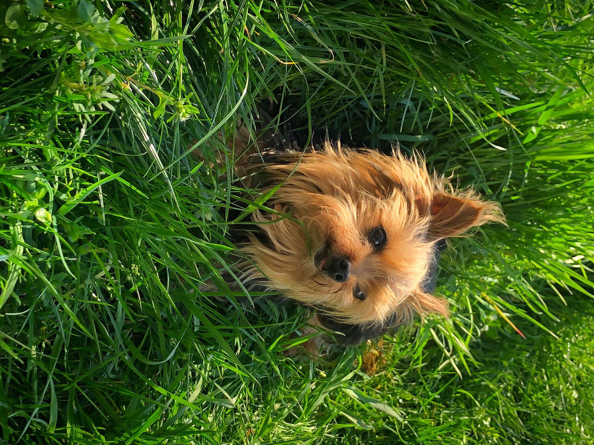Kona is registered to the contest to win money with this photo: canidae, fawn, fur, grass, grass_family, guinea_pig, lawn, norfolk_terrier, norwich_terrier, organism, plant, whiskers, wildlife