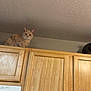 cat, cats, kitchen, cabinet, wood, indoor, pet, animal, feline, curious, perched, two, brown_cat, striped_cat, domestic_cat, looking, quiet, resting, home, ceiling