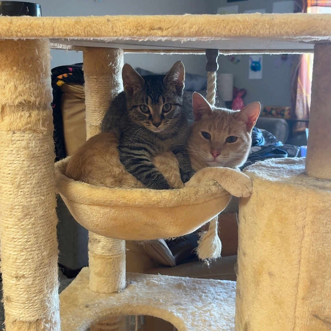 Dave And Gravy is registered to the contest to win money with this photo: animal, cat, cat_tree, cozy, curious, cute, domestic_cat, furniture, hammock, home, indoor, living_room, orange_cat, pet, play_structure, resting, snuggling, soft, tabby_cat, two_cats