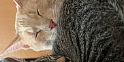 Dave And Gravy is registered to the contest to win money with this photo: animal, cat, closeup, collar, companion, cozy, cute, cute_animals, domestic_animal, ears, feline, fur, indoor, nose, pet, resting, sleeping, snuggling, tabby, whiskers