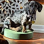 Frankie is registered to the contest to win money with this photo: animal, black, brown, collar, dachshund, dappled, decorative_panel, dog, furniture, green_platform, indoor, pet, pet_accessory, puppy, shadow, sunlight, tag, toy, white, wood_floor