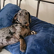 Frankie is registered to the contest to win money with this photo: animal, bed, bedroom, blue_pillow, canine, collar, cute, dachshund, dog, domestic_animal, ears, fur, furniture, indoor, lying_down, paw, pet, relaxed, resting, snout