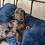 animal, bed, bedroom, blue_pillow, canine, collar, cute, dachshund, dog, domestic_animal, ears, fur, furniture, indoor, lying_down, paw, pet, relaxed, resting, snout