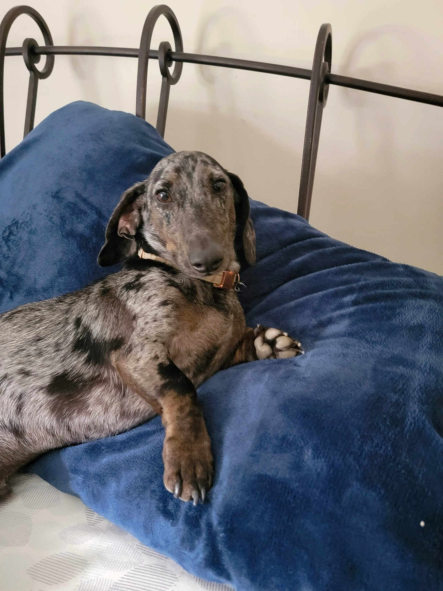 Frankie