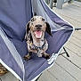 Frankie joined the competition — help win amazing prizes! animal, bow_tie, canine, chair, collar, cute, dachshund, dog, domestic_animal, folding_chair, happy, outdoor, pet, pet_accessory, playful, small_dog, smiling, tongue_out, wooden_deck, young_dog