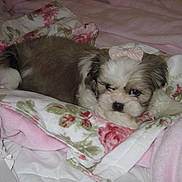 Pinky joined the competition — help win amazing prizes! puppy, dog, bow, blanket, fluffy, bed, pink, white, brown, cute, pet, cozy, resting, fur, sleepy, indoors, soft, animal, young, companion