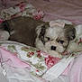 puppy, dog, bow, blanket, fluffy, bed, pink, white, brown, cute, pet, cozy, resting, fur, sleepy, indoors, soft, animal, young, companion