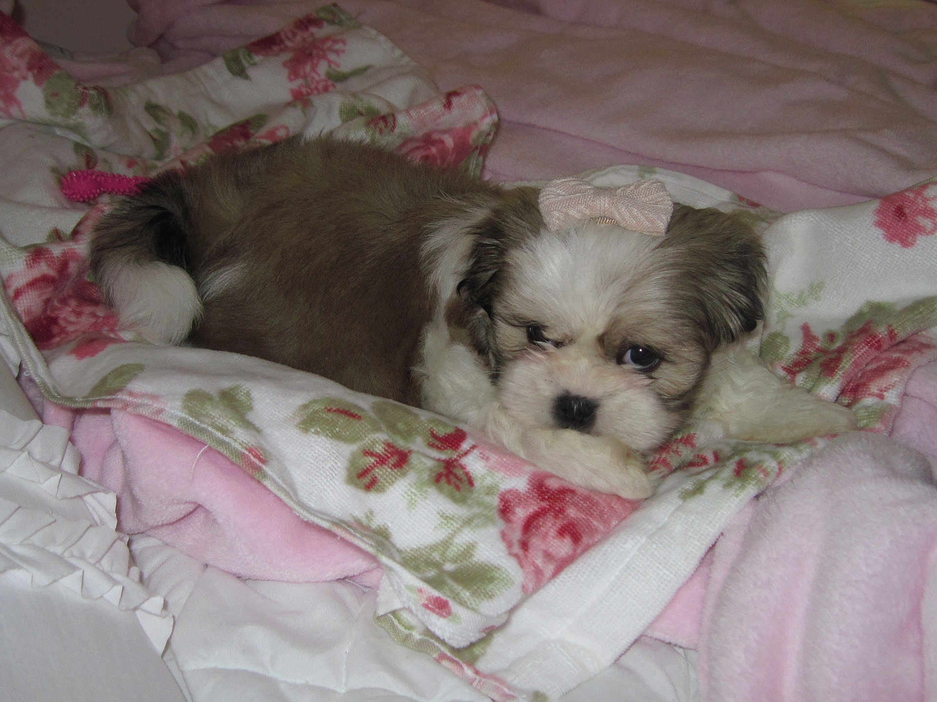 Pinky joined the competition — help win amazing prizes! puppy, dog, bow, blanket, fluffy, bed, pink, white, brown, cute, pet, cozy, resting, fur, sleepy, indoors, soft, animal, young, companion