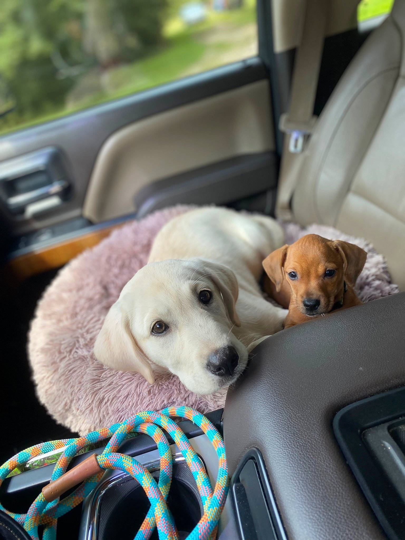 Princeton joined the competition — help win amazing prizes! audio_equipment, auto_part, automotive_exterior, canidae, car_seat, carnivore, collar, comfort, companion_dog, dog, dog_breed, dog_collar, dog_supply, fawn, mammal, motor_vehicle, snout, sporting_group, vehicle, vehicle_door