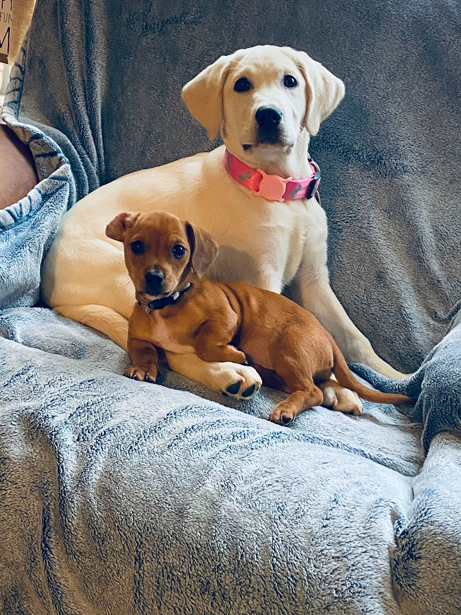 Princeton is registered to the contest to win money with this photo: canidae, carnivore, collar, comfort, companion_dog, dog, dog_breed, dog_collar, dog_supply, fawn, fur, hound, liver, paw, scent_hound, sitting, snout, sporting_group, working_animal, working_dog