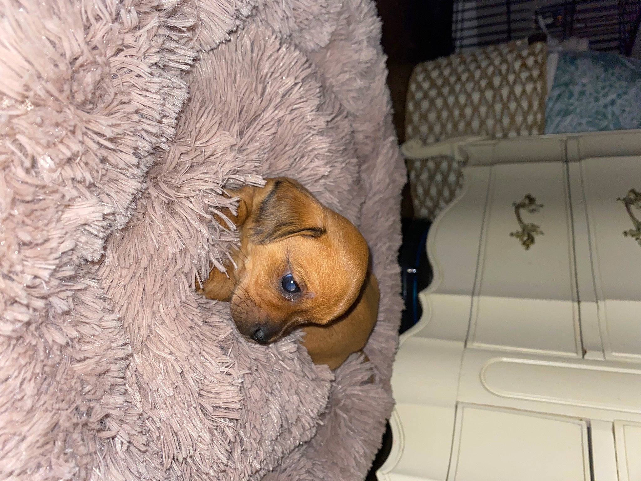 Princeton joined the competition — help win amazing prizes! art, canidae, carnivore, comfort, companion_dog, couch, dog, dog_breed, fawn, flooring, grey, linens, snout, sporting_group, stuffed_toy, textile, toy, whiskers, wood, working_animal