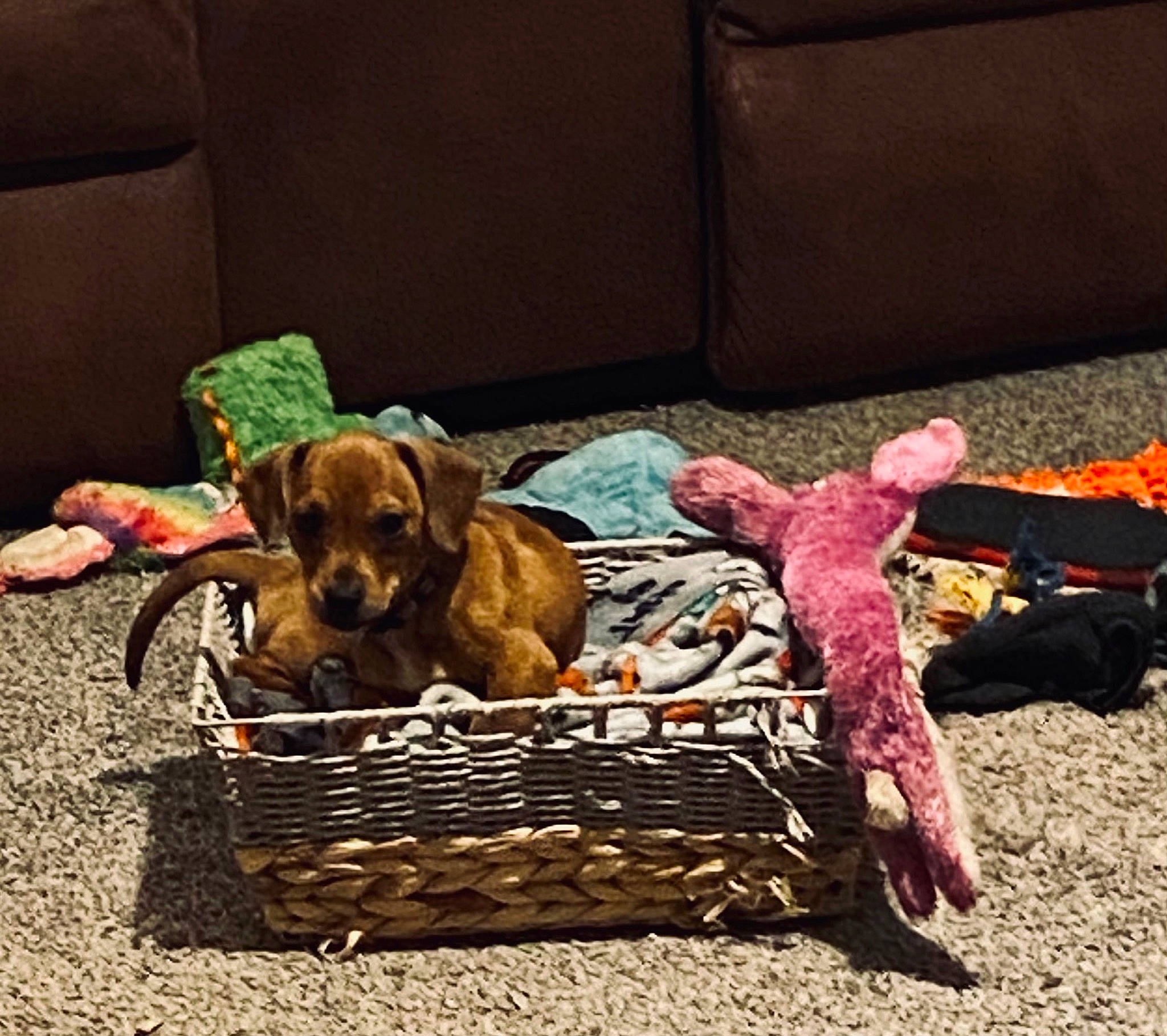 Princeton is registered to the contest to win money with this photo: baggage, basket, canidae, carnivore, comfort, companion_dog, couch, dog, dog_breed, dog_supply, fawn, fur, furniture, linens, liver, pillow, sporting_group, wicker, wood, working_animal