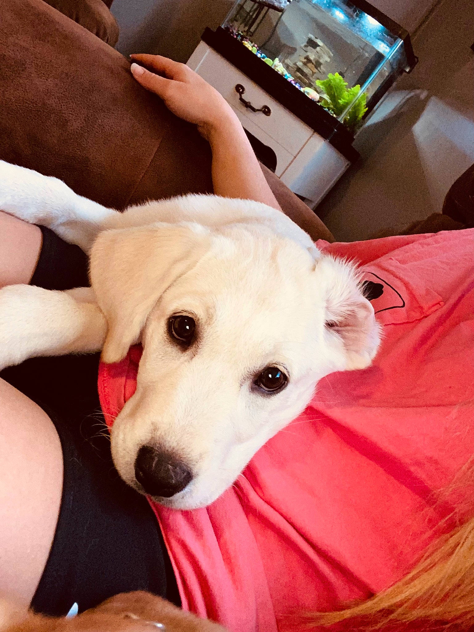 Lulu is registered to the contest to win money with this photo: carnivore, comfort, companion_dog, couch, dog, dog_breed, fawn, flooring, fur, gadget, human_leg, paw, picture_frame, snout, sporting_group, television, thigh, whiskers, working_animal, wrist