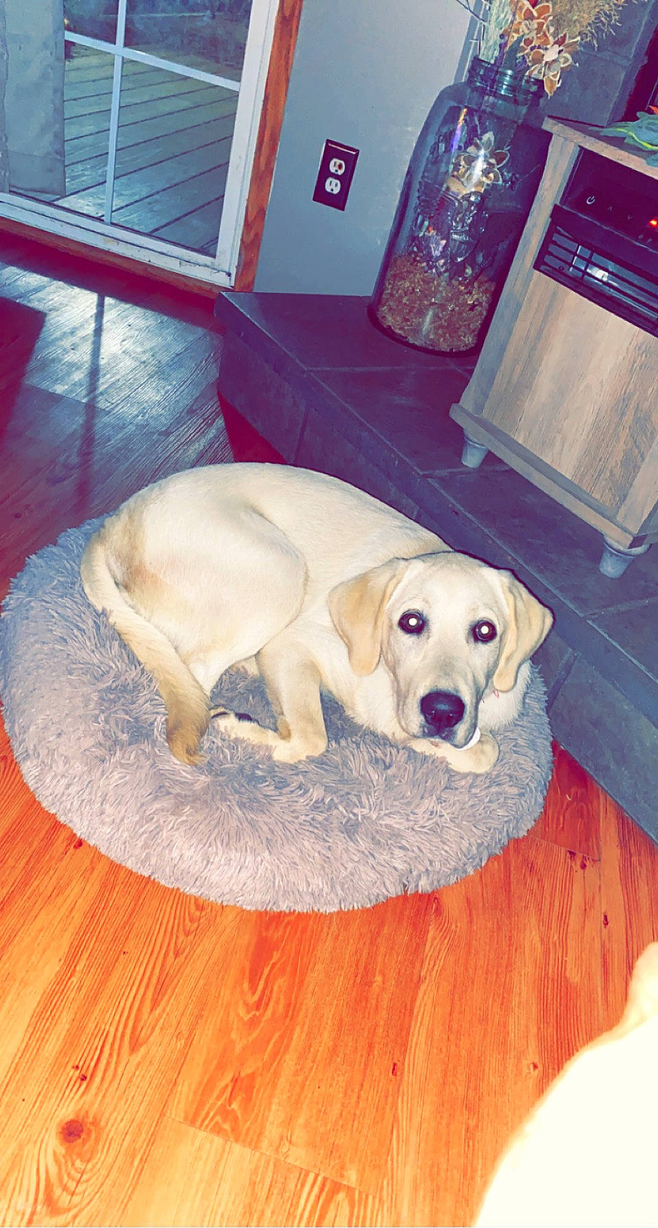 Lulu joined the competition — help win amazing prizes! carnivore, comfort, companion_dog, dog, dog_breed, dog_supply, fawn, floor, flooring, fur, gun_dog, hardwood, paw, pet_supply, retriever, sporting_group, tail, wood, wood_flooring, working_animal